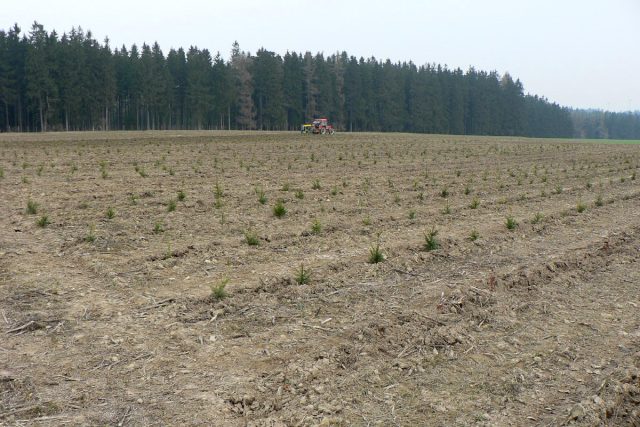 Ve Vendolí během pár let zalesnili 50 hektarů nevyužívaných pozemků | foto: obec Vendolí