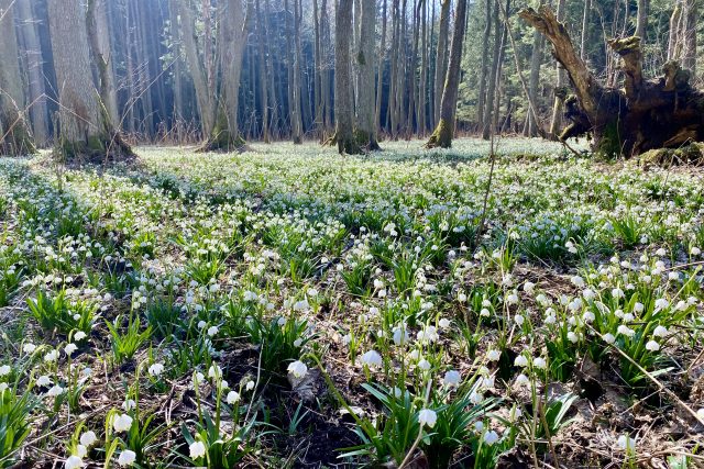 Králova zahrada u Opatova je navštěvovaná především brzy z jara,  kvůli tisícovkám bledulí | foto: Šárka Rusnáková,  Český rozhlas