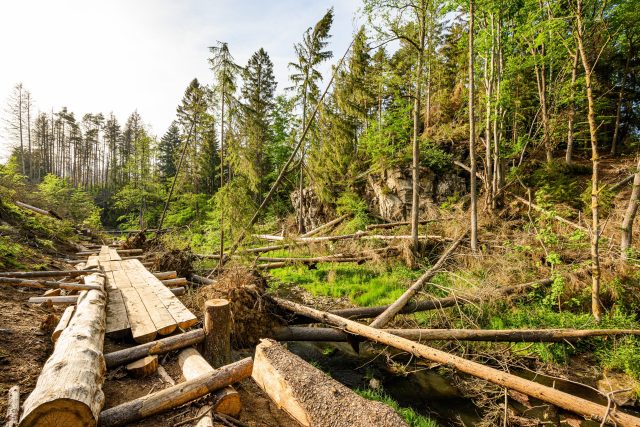 V rezervaci Údolí Doubravy zničil kůrovec celé lesní plochy | foto: Jiří Částka,  ČTK