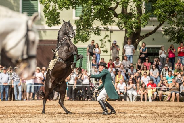 Ukázka drezury v hřebčíně v Kladrubech nad Labem | foto: Martin Veselý,  MAFRA / Profimedia