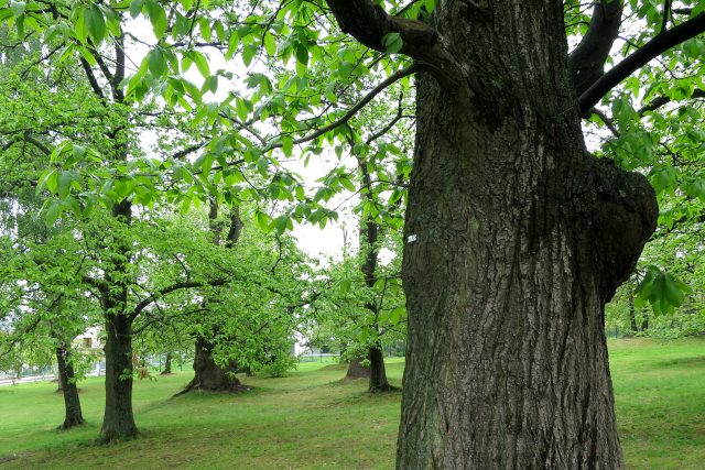Kaštanka Nasavrky je přírodní památka,  některé stromy ještě pamatují dobu založení sadu | foto: Tereza Brázdová,  Český rozhlas