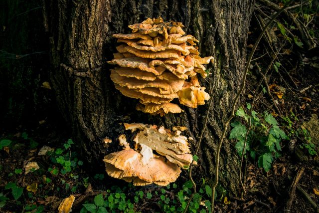 Sírovec žlutooranžový. Nejlepší jsou mladé plodnice | foto: Libor Sojka,  ČTK