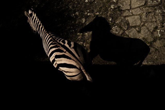 Zebra a hra světla a stínu v Safari Parku Dvůr Králové nad Labem | foto: Martin Veselý,  MAFRA / Profimedia