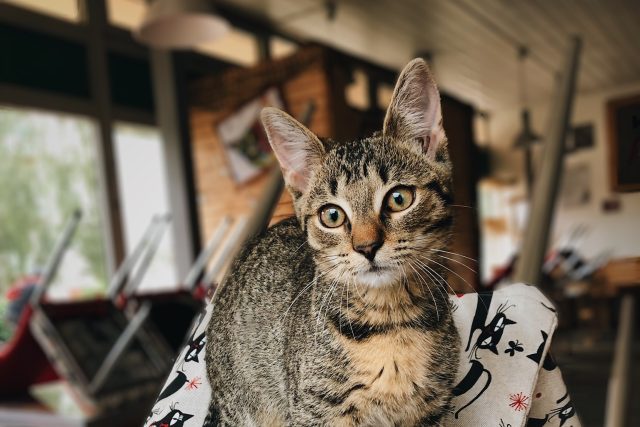 Kočka v kočičí kavárně v Pardubicích | foto: Zuzana Kopecká