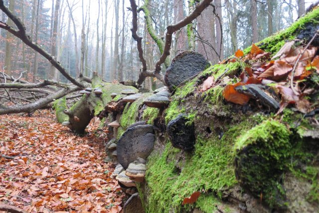 V přírodní rezervaci Polom se vyskytuje až 400 druhů hub | foto: Tereza Brázdová,  Český rozhlas