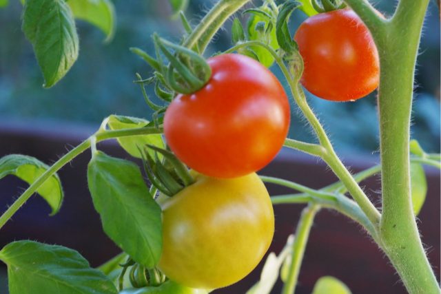 rajčata | foto: Fotobanka Pixabay