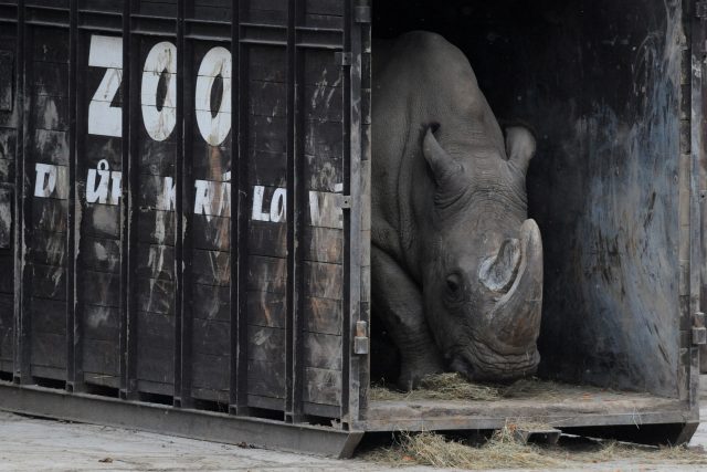 Převoz nosorožce Súdána ze zoo ve Dvoře Králové do Tanzánie | foto: Michal Čížek,  AFP Photo / Profimedia