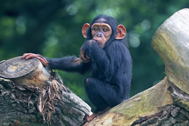Mládě šimpanze v plzeňské zoo | foto: Kateřina Misíková,  Zoologická a botanická zahrada města Plzně