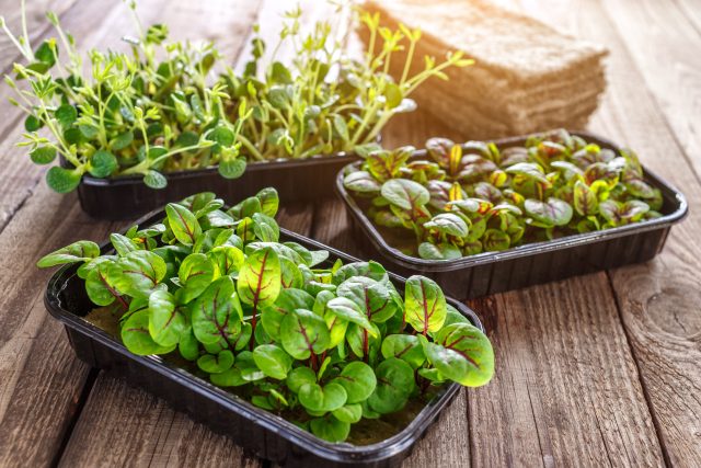 Mladé listy salátů si můžete lehce vypěstovat za oknem | foto: Profimedia
