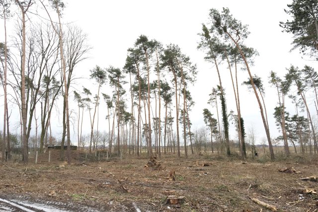 Dřevorubci museli vykácet i smrky v lese u Nemošic | foto: Ondřej Wolf,  Český rozhlas