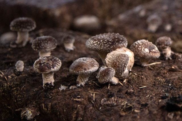 Na substrátu vypěstované houby shitake | foto: Profimedia