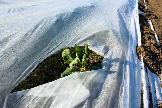 Bílá netkaná textilie pomůže ochránit saláty i květák | foto: Miloš Ruml,  ČTK