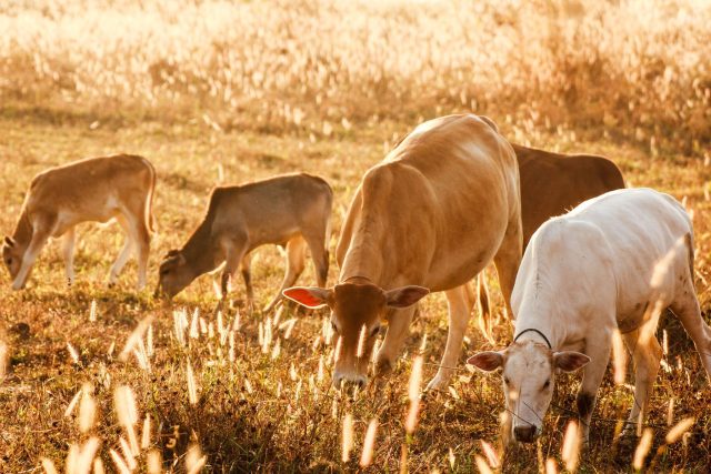 Krmiva pro dobytek v extrémním suchu ubývá | foto: Profimedia