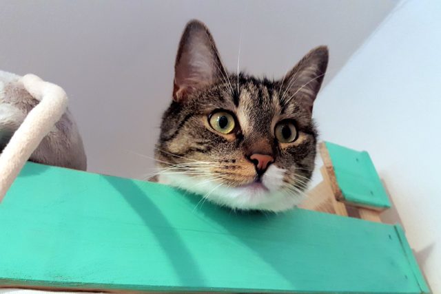 Kočka se ráda schová do krabice nebo do bedničky | foto: Jolana Nováková,  Český rozhlas