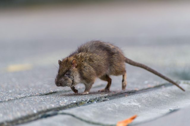 Potkan | foto: Artur Chromy,  Alamy / Profimedia