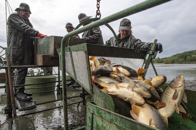 Výlov Sopřečského rybníka. Rybáři musí všechny ryby kvůli výskytu herpes viru zlikvidovat | foto: David Taneček,  ČTK