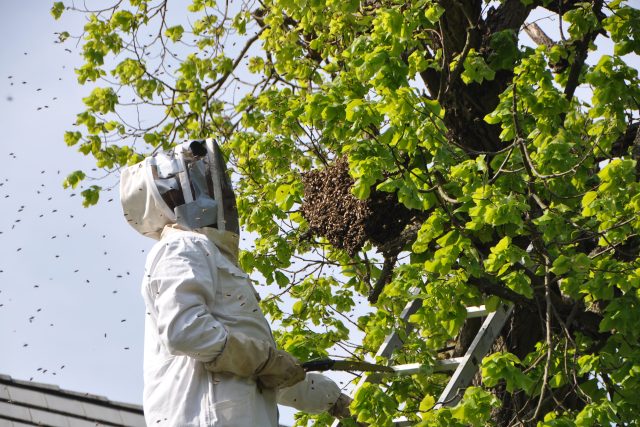 Když se na zahradě usadí včelí roj,  je to práce pro zkušeného včelaře | foto: Josef Ženatý,  Český rozhlas