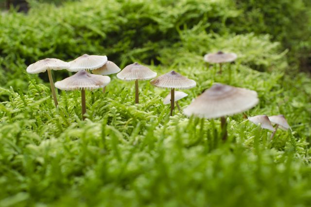 Helmovka zefírová je houba,  která může ve tmě světélkovat | foto: Profimedia