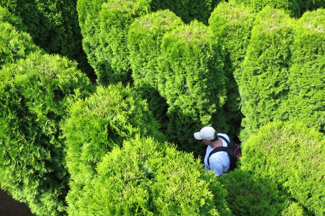 Přírodní labyrint v Nových Hradech tvoří 750 tújí typu smaragd | foto: Tereza Brázdová,  Český rozhlas