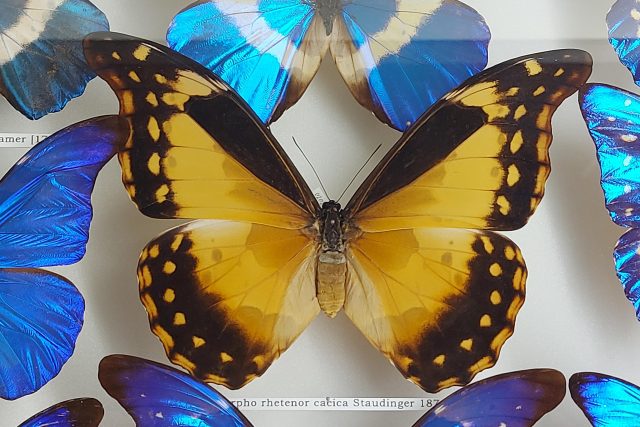 Motýli Morpho žijí v deštných pralesích Jižní Ameriky a vyskytují se v Mexiku i Střední Americe | foto: Tereza Brázdová,  Český rozhlas
