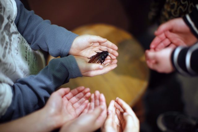 Děti drží v ruce obřího švába  (ilustrační foto) | foto: Profimedia