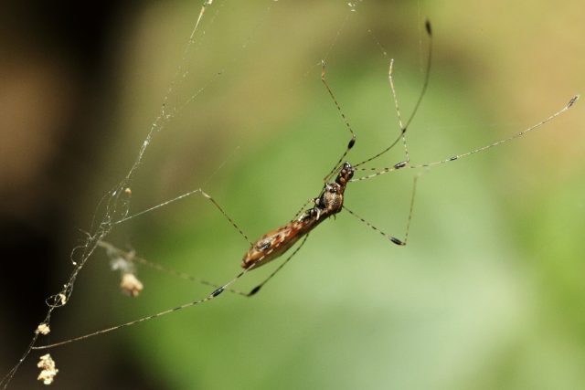 Štíhlenka pavoukomilná žije na valech pardubického zámku | foto: Jan Dolanský