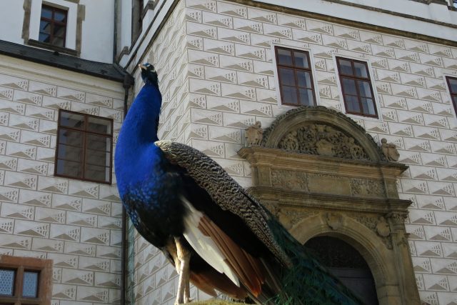Pávi k pardubickému zámku patří od roku 1994 | foto: Tereza Brázdová,  Český rozhlas