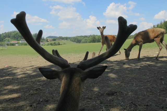 Zámečtí jeleni v ohradě poblíž novohradského hřbitova  | foto: Tereza Brázdová,  Český rozhlas