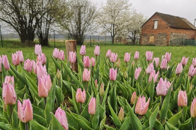 Park Tulipánie v Opatovci na Svitavsku | foto: František Abraham