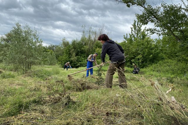 Ochránci přírody a dobrovolníci kosí trávu a konkurenční byliny v přírodním parku Červeňák | foto: Ondřej Wolf,  Český rozhlas