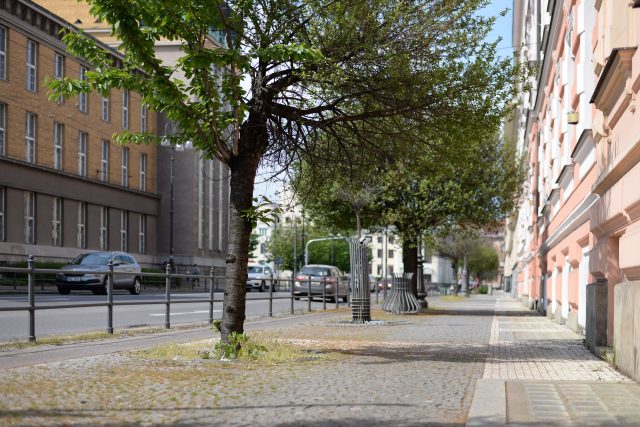 Třešně,  které lemují rušnou ulici,  plánují Pardubice vyměnit za akáty,  které jsou odolnější | foto: Honza Ptáček,  Český rozhlas