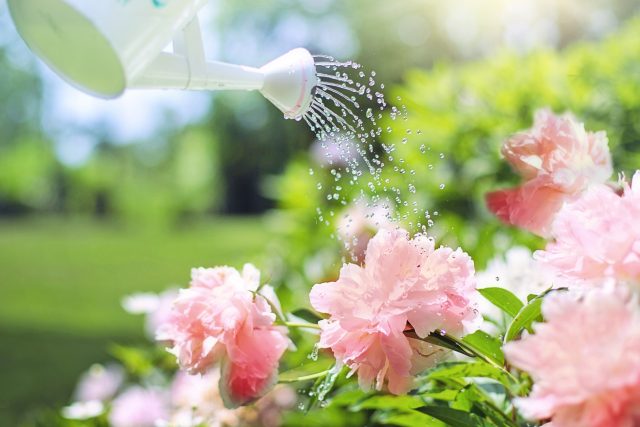 Zalévání je jedna z nejtíž naučitelných zahradnických prací  (ilustrační foto) | foto: Fotobanka Pixabay