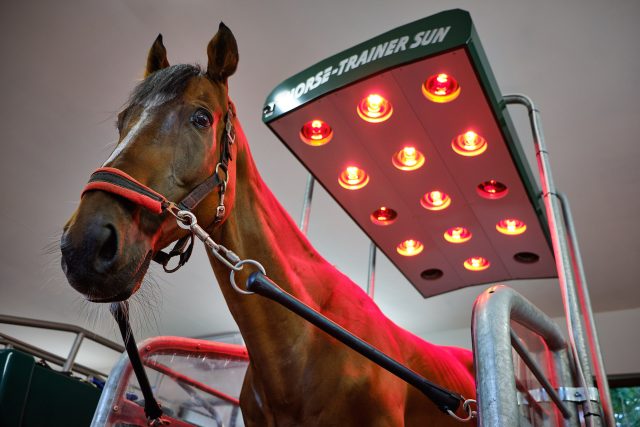 Po chladové lázni se kůň opět musí prohřát  | foto: Centrum rehabilitace koní V&E