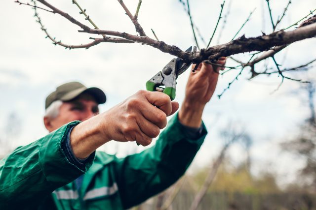 Zahradník provádí jarní řez na ovocném stromu | foto: Profimedia
