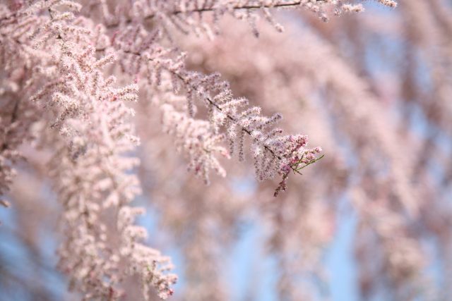 Květy tamaryšku vypadají jako cukrová vata | foto: Pixabay