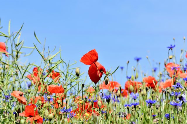 Přírodní zahrada s loukou rozkvetlých květů | foto: Fotobanka Pixabay