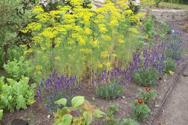 Levandule v zahradě | foto: Stanislava Brádlová,  Český rozhlas