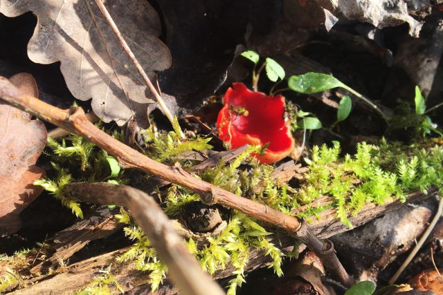 Ohnivec je velmi nápadná houba. Klobouky tvoří červené mističky,  které mají jeden až šest centimetrů v průměru | foto: Jitka Slezáková,  Český rozhlas