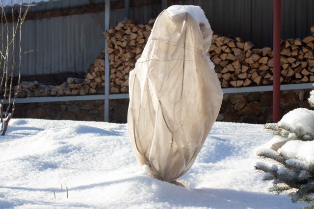 Bílá netkaná textilije ochrání rostliny před mrazíky | foto: Profimedia