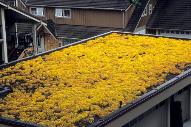 Na plochých střechách se využívají především sukulenty | foto: Profimedia