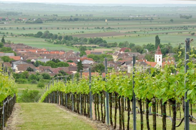 Vinný sklípek na jižní Moravě  (ilustrační foto) | foto: Profimedia