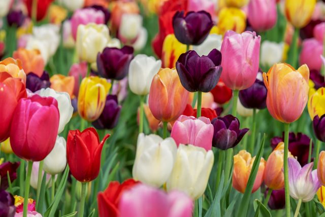 Tulipány  (ilustrační foto) | foto: Fotobanka Pixabay