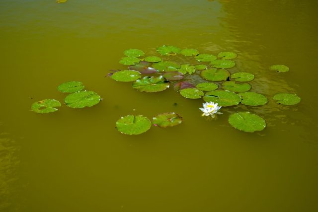 Vodní rostliny by měly Rosničku pročistit  (ilustrační foto) | foto: Profimedia