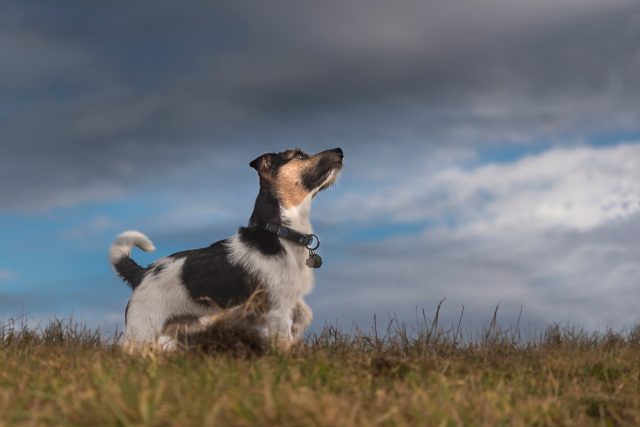 Někteří psi se bouřky bojí,  jiní ne | foto: Profimedia