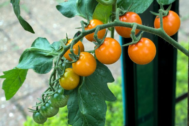 Oranžová odrůda rajčat Sungold má velmi chutné a sladké plody | foto: Profimedia