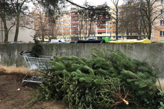 Vyhozené vánoční stromky na sídlišti Polabiny v Pardubicích | foto: Ondřej Wolf,  Český rozhlas