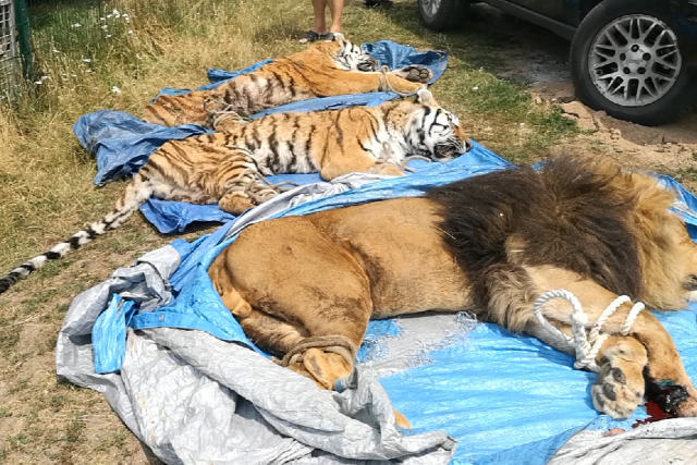 Útěk lva a dvou tygrů z Bioparku Štít na Hradecku  | foto: Policie ČR
