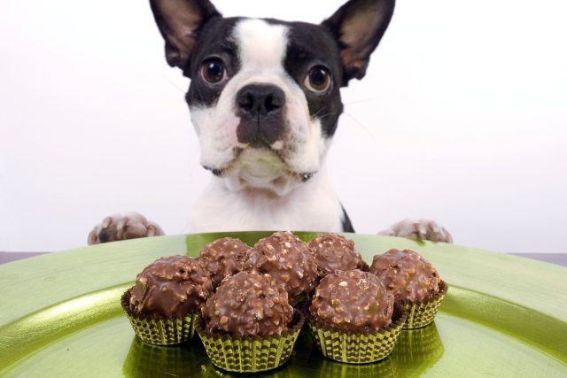 Čokoláda může být pro psy toxická | foto: Profimedia
