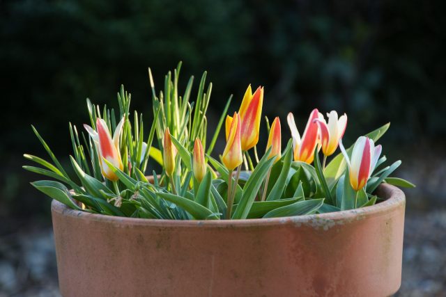 Okrasné tulipány v květináči | foto: Profimedia