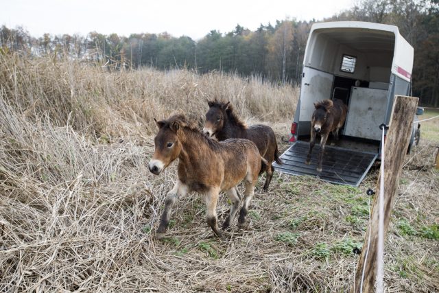 Ochránci přírody vypustili u Hrobic nedaleko Pardubic divoké koně převezené z přírodní rezervace Milovice | foto: Josef Vostárek,  ČTK